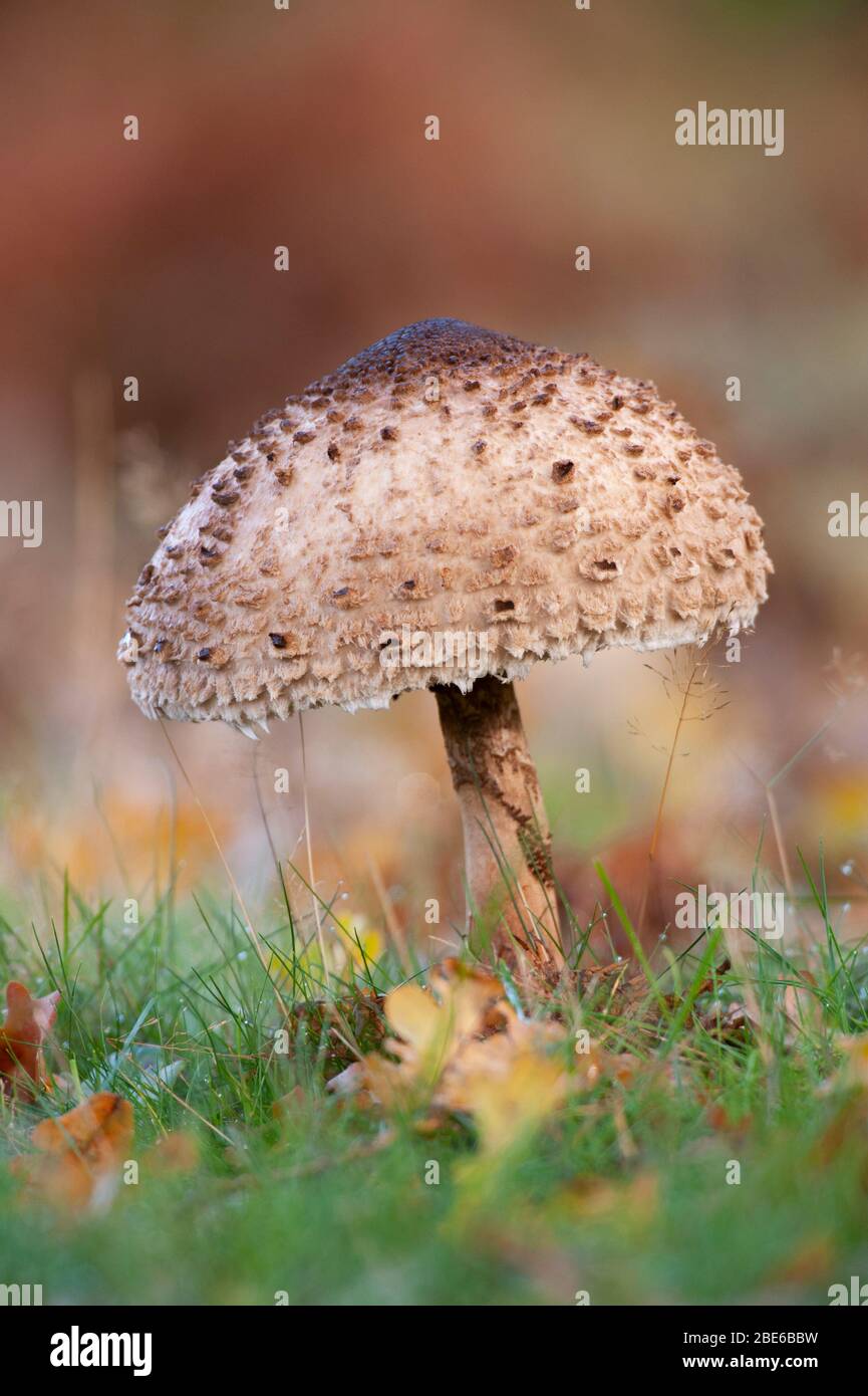 Parasol mushroom, Lepiota procera, in autumn, Richmond Park, United Kingdom, British Isles Stock Photo