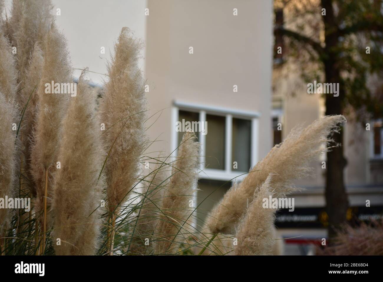 Pampas grass homes hires stock photography and images Alamy
