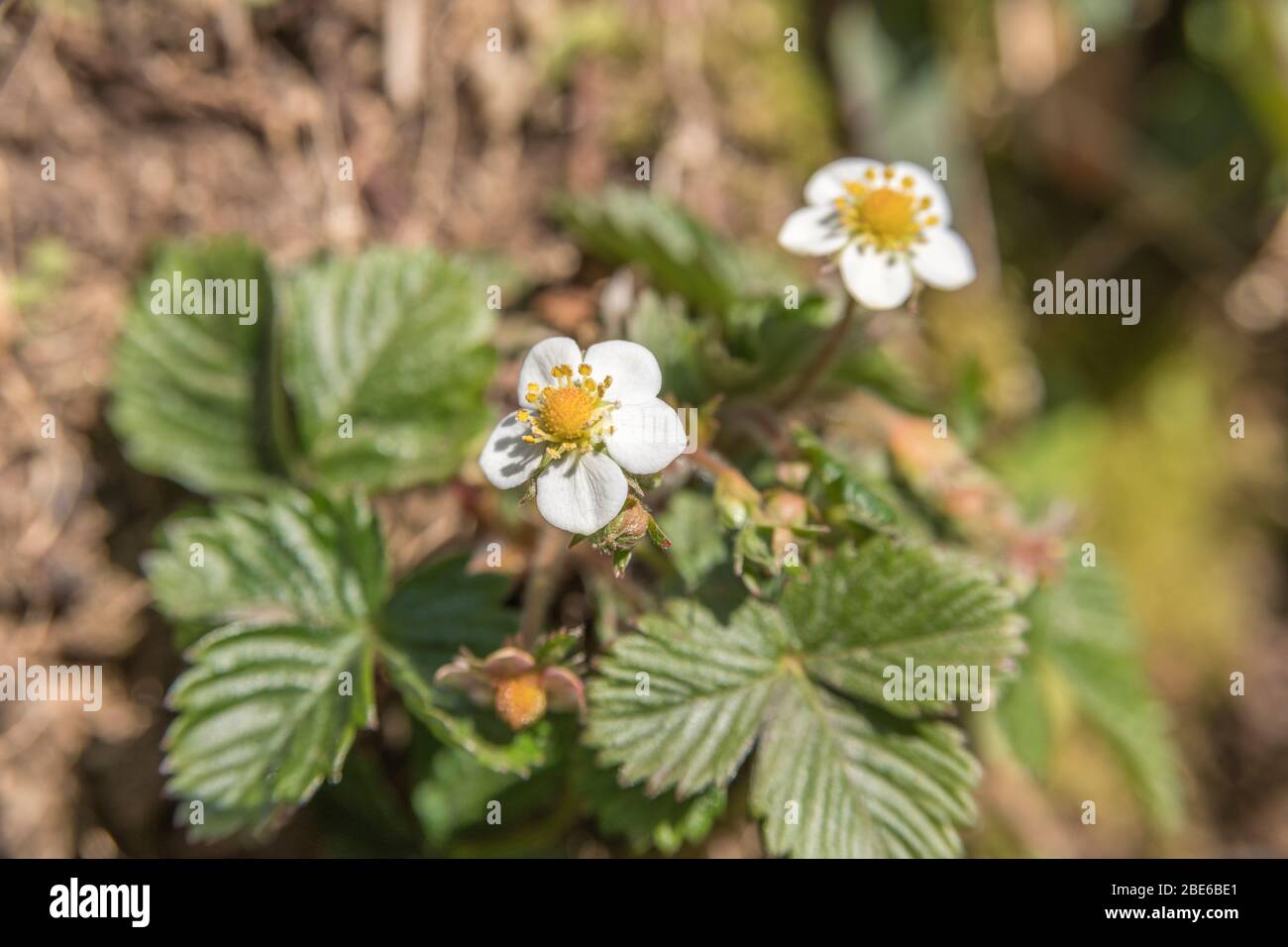 Macro close-up of flowers of Wild Strawberry / Fragaria vesca in spring sunshine. A real hedgerow / countryside treat for wild food foragers. Stock Photo