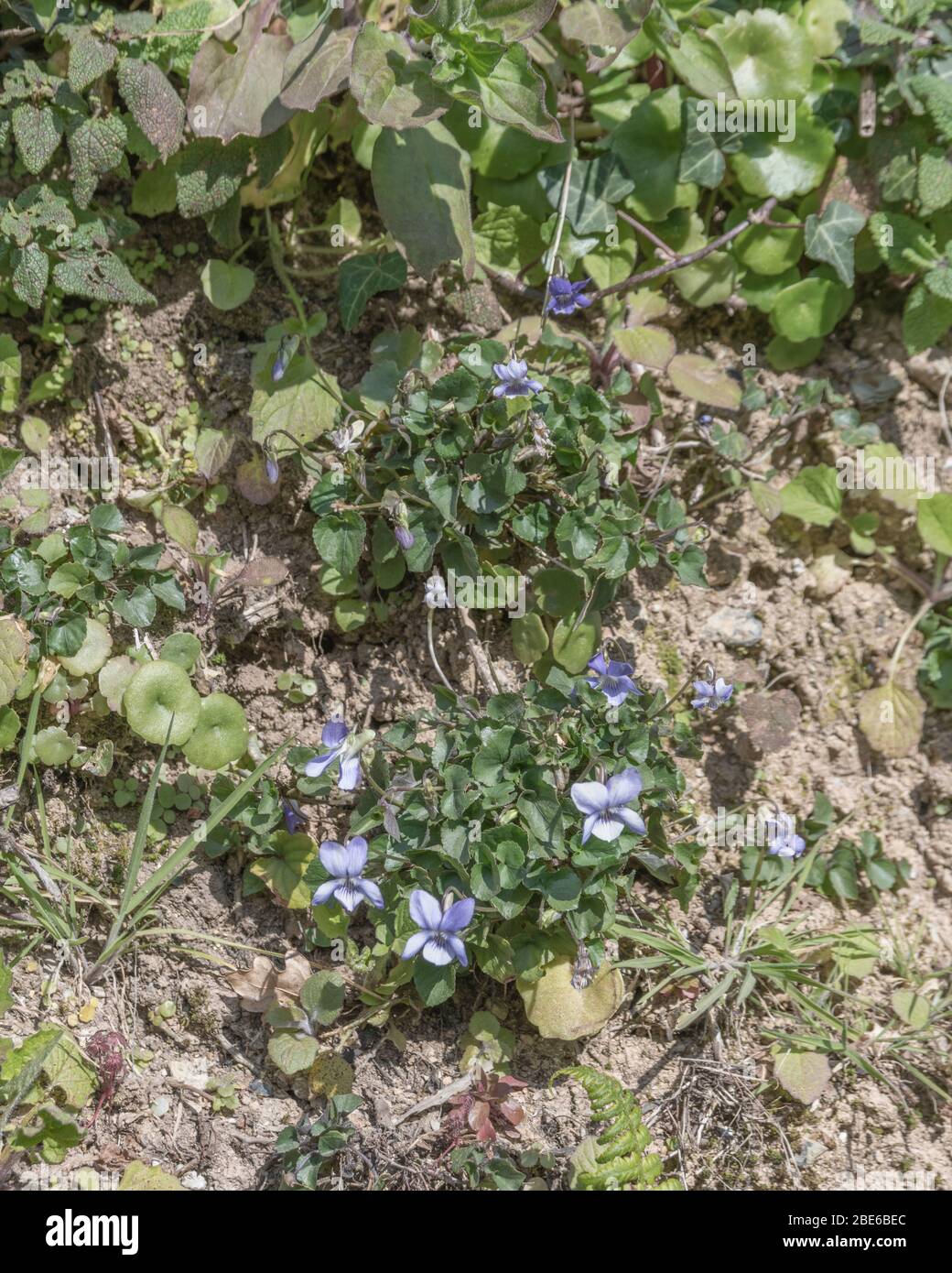 Flowers and leaves of Dog Violet / Viola riviniana in Spring sunshine. Violet a traditional medicinal plant used in herbal remedies & home cures. Stock Photo