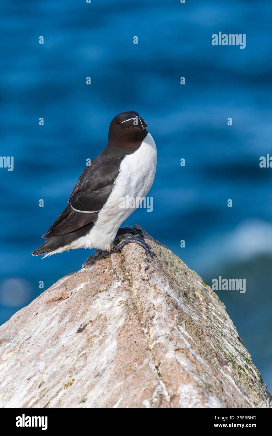 Razorbill along the coastline of Ireland Stock Photo