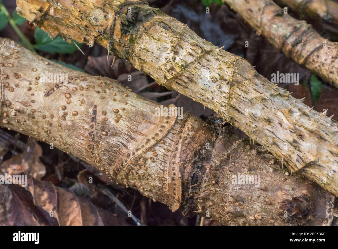 Cut spiny stems of Aralia /  Devil's Walking Stick. Either Aralia spinosa or Aralia elata. Abstract spines in nature, sharp thorns, plant defences. Stock Photo