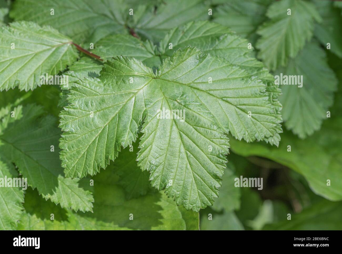 Spring foliage / leaves of Meadowsweet / Filipendula ulmaria which has analgesic properties (contains aspirin-type compounds) and likes moist ground. Stock Photo