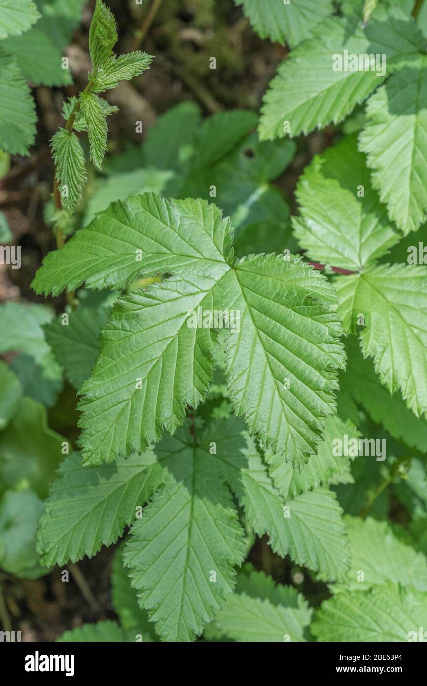 Spring foliage / leaves of Meadowsweet / Filipendula ulmaria which has analgesic properties (contains aspirin-type compounds) and likes moist ground. Stock Photo