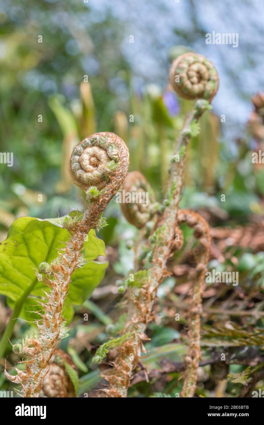 Curly new fern fiddlehead shoots in hedgebank in Spring sunshine. Fern species unidentified