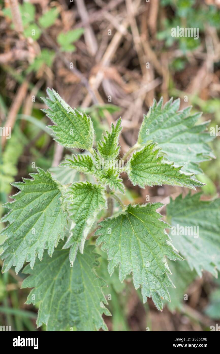Unusual specimen of a three-leaved Stinging Nettle / Urtica dioica plant in a hedgerow. Rare hybrid but occasionally found. Plant variation & mutation Stock Photo