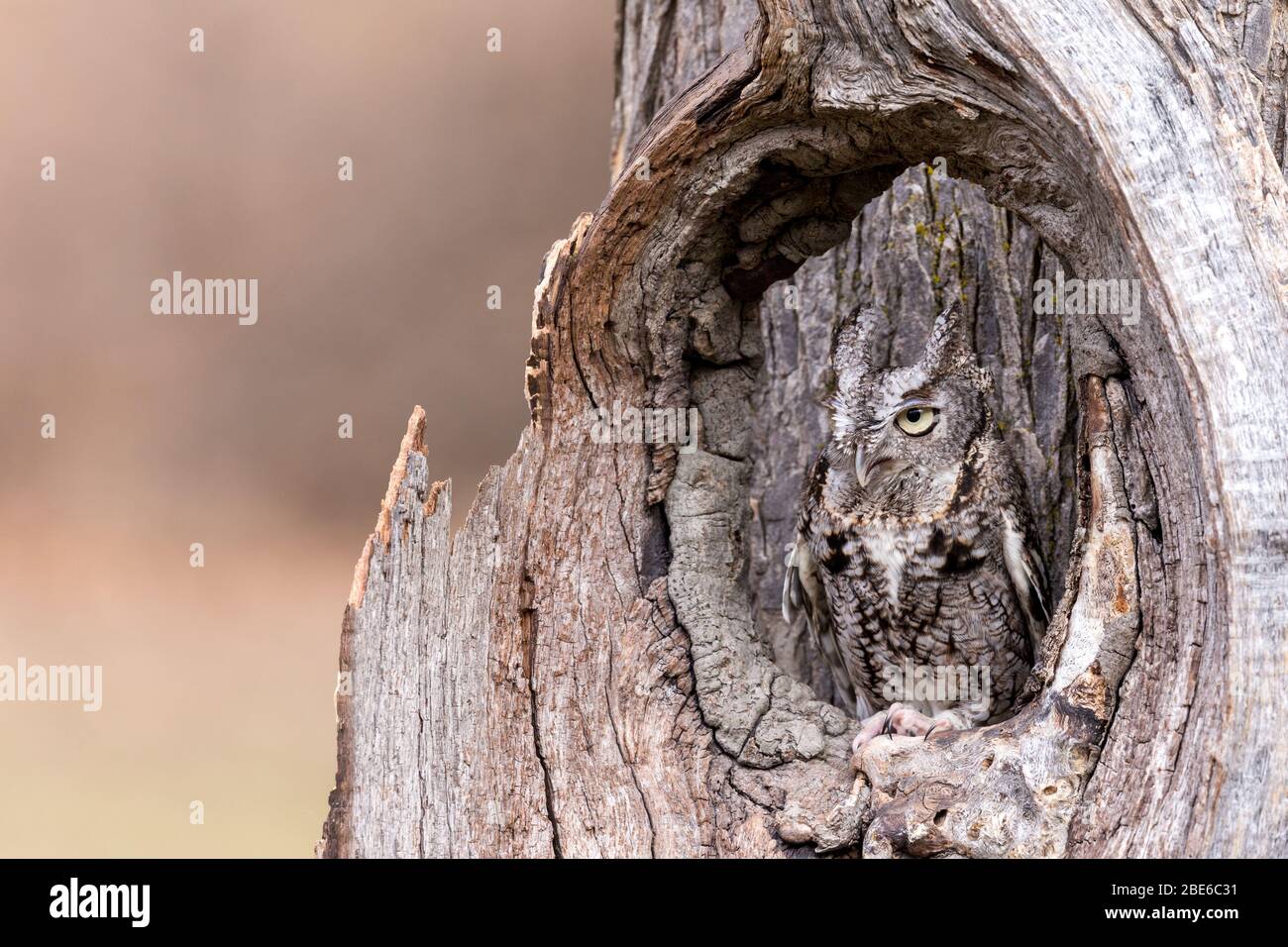 A grey Eastern screech owl camouflaged in a tree trunk Stock Photo