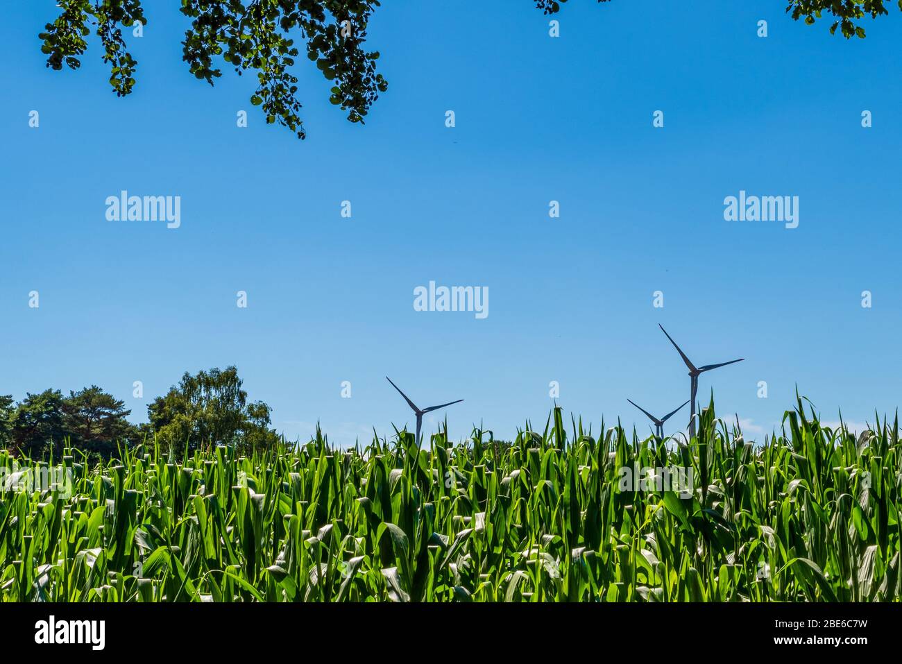 Corn field with three wind turbines in the background against a blue ...