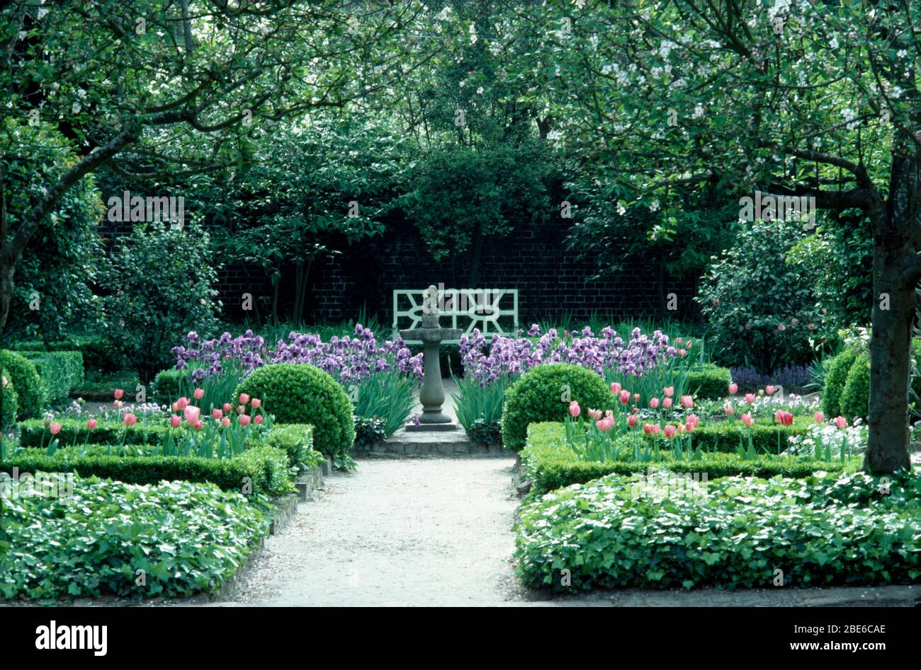 Clipped Ivy And Pink Tulips In Formal Beds On Either Side Of Path Through Garden With Clipped Box Balls And Blue Irises Stock Photo Alamy