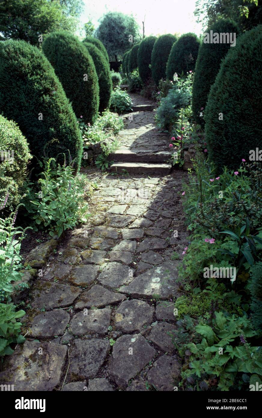 Crazy paving path with an avenue of clipped mounds of yew interplanted with hardy geraniums Stock Photo
