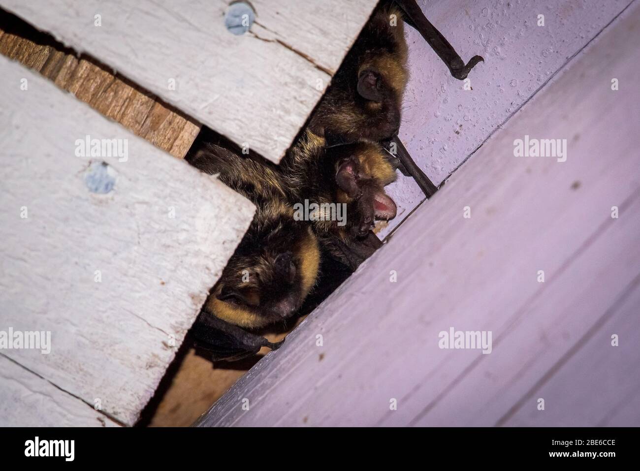 Northern bat inside the building Stock Photo