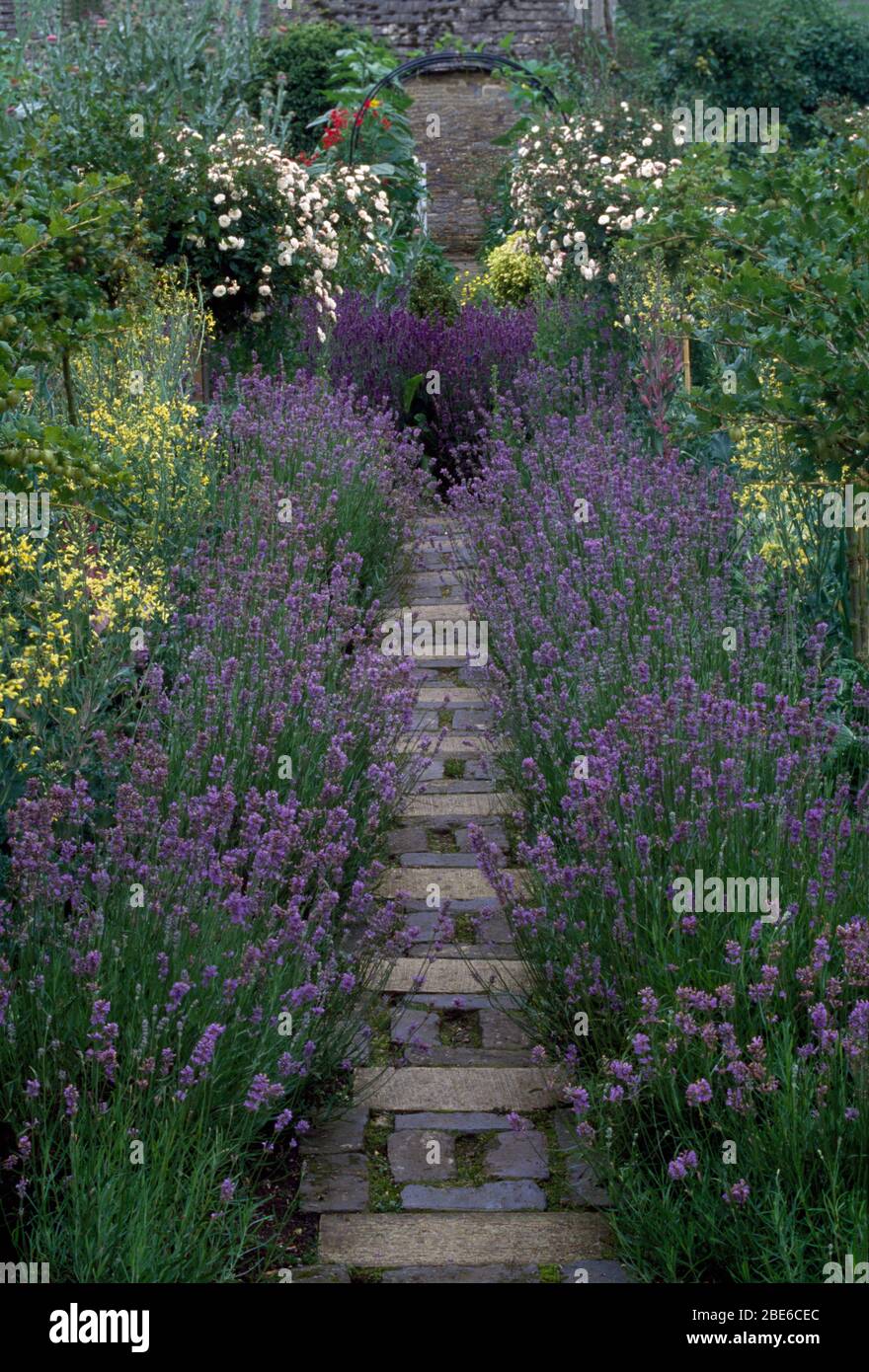 Lavender and lime tabocco plants edging a  brick path Stock Photo