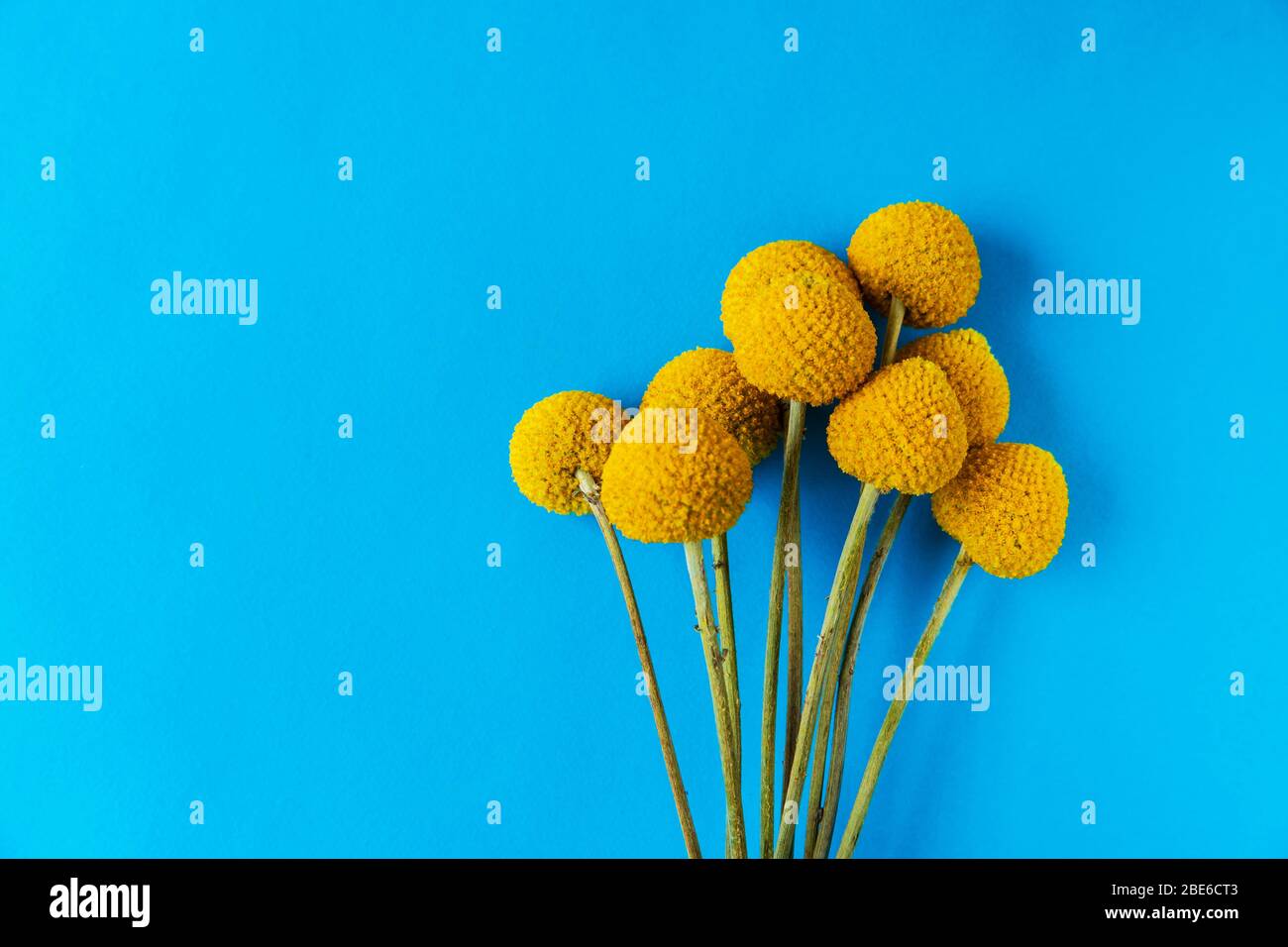 Bouquet of yellow round flowers arranged in a row on a blue background with  place for text at the top. Greeting card or as desktop wallpaper Stock  Photo - Alamy, image size:1300x956
