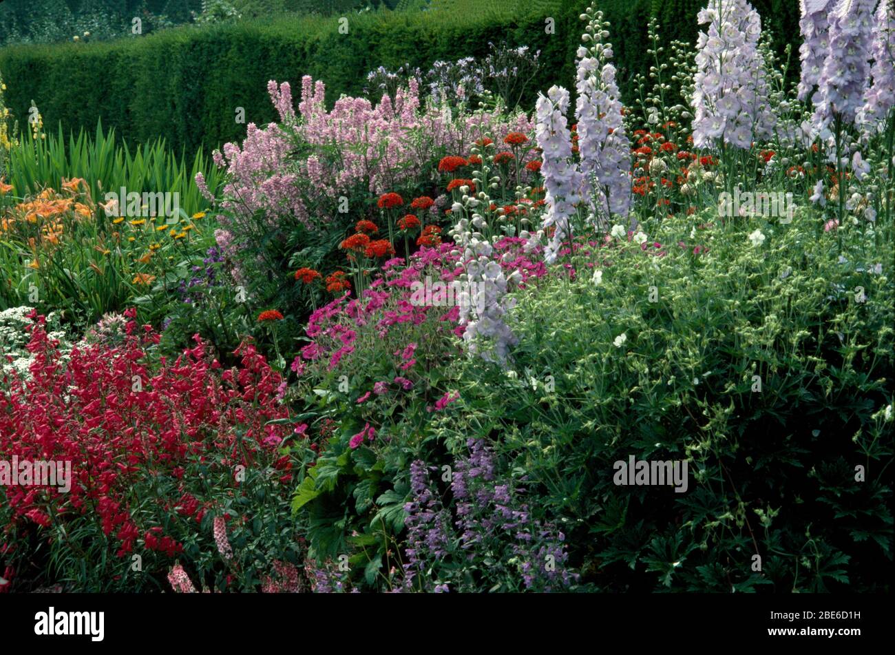 Section of a mid-summer perennial border with delphiniums,   hardy geraniums,  penstemon and Maltese cross Stock Photo