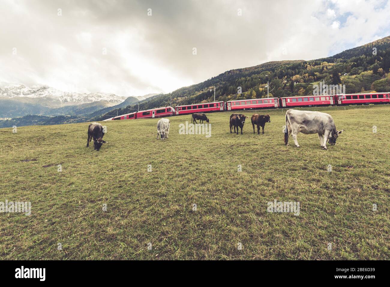 Switzerland train cow hi-res stock photography and images - Alamy