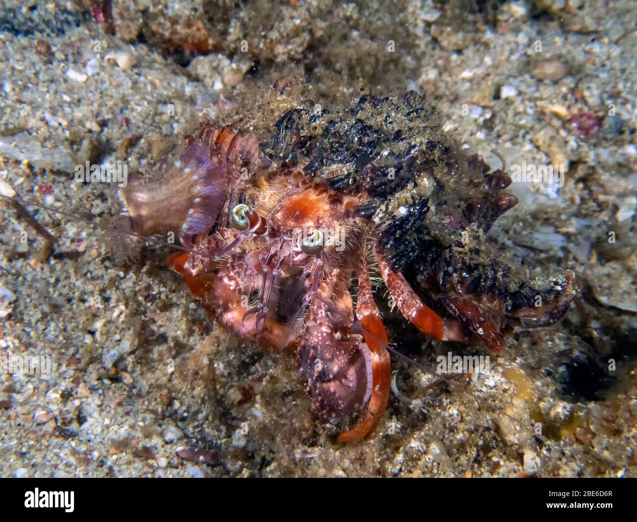 Anemone Hermit Crab (Dardanus pedunculatus Stock Photo - Alamy