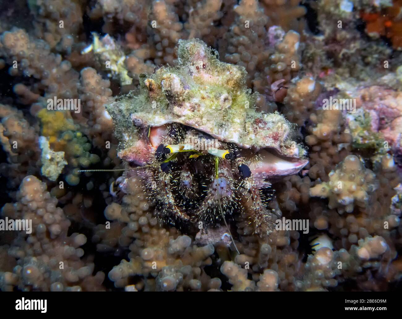 A Hermit Crab (Dardanus sp Stock Photo - Alamy