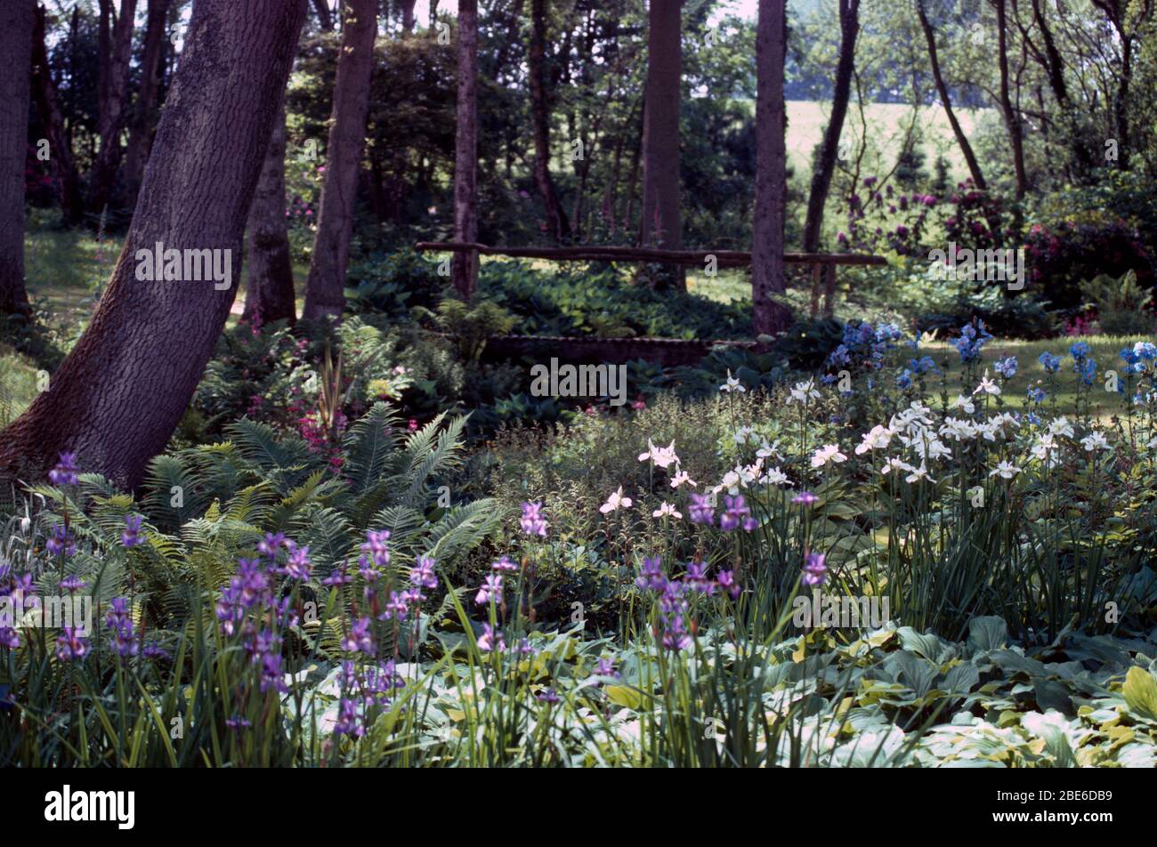 Stream running through a woodland garden with ferns , blue and white irises and  Himalayan blue poppies. Stock Photo