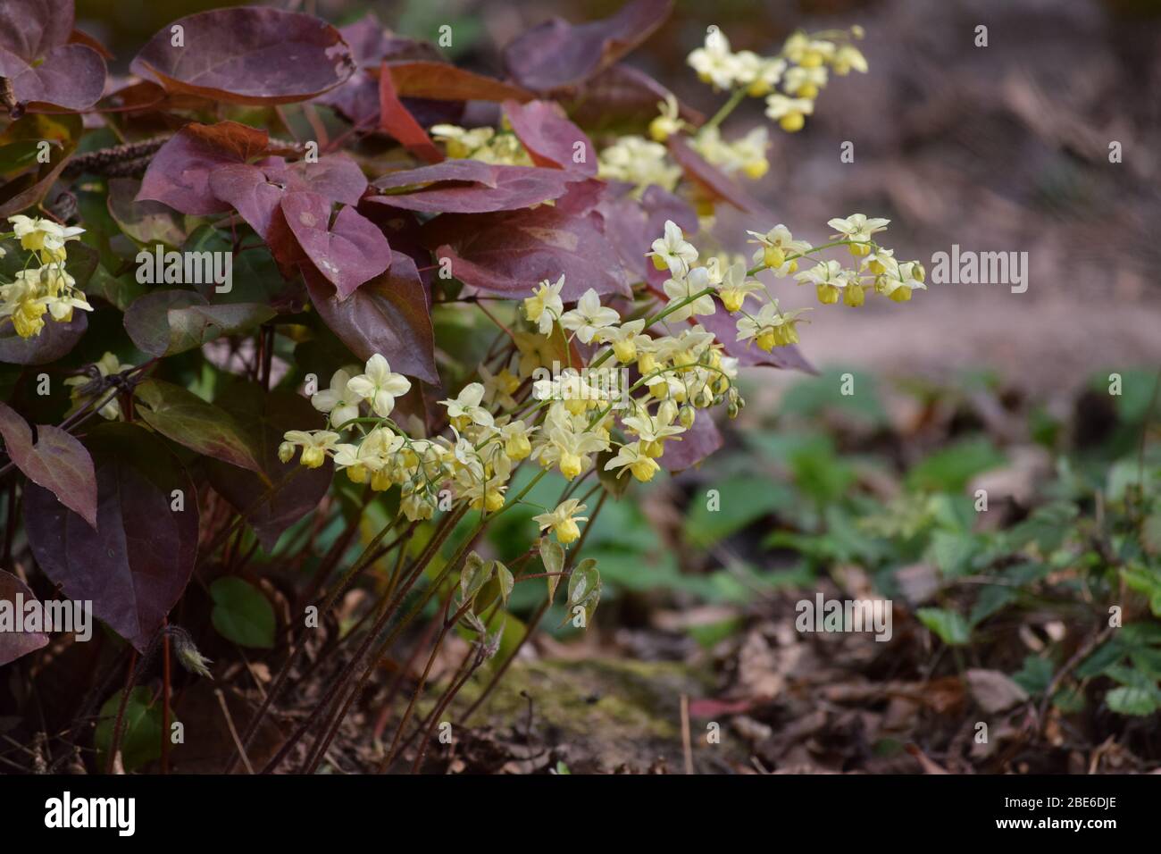 Barrenwort in an alpine Rock garden Stock Photo