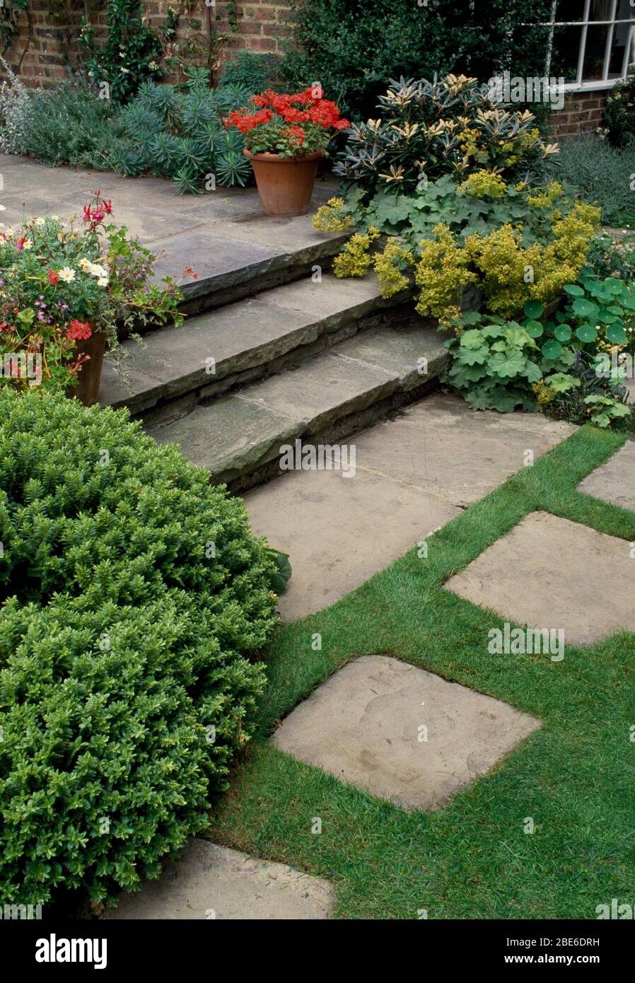 Clipped hebe and alchemilla 'Mollis' on either side of stone steps beside paving slabs in newly mown lawn Stock Photo
