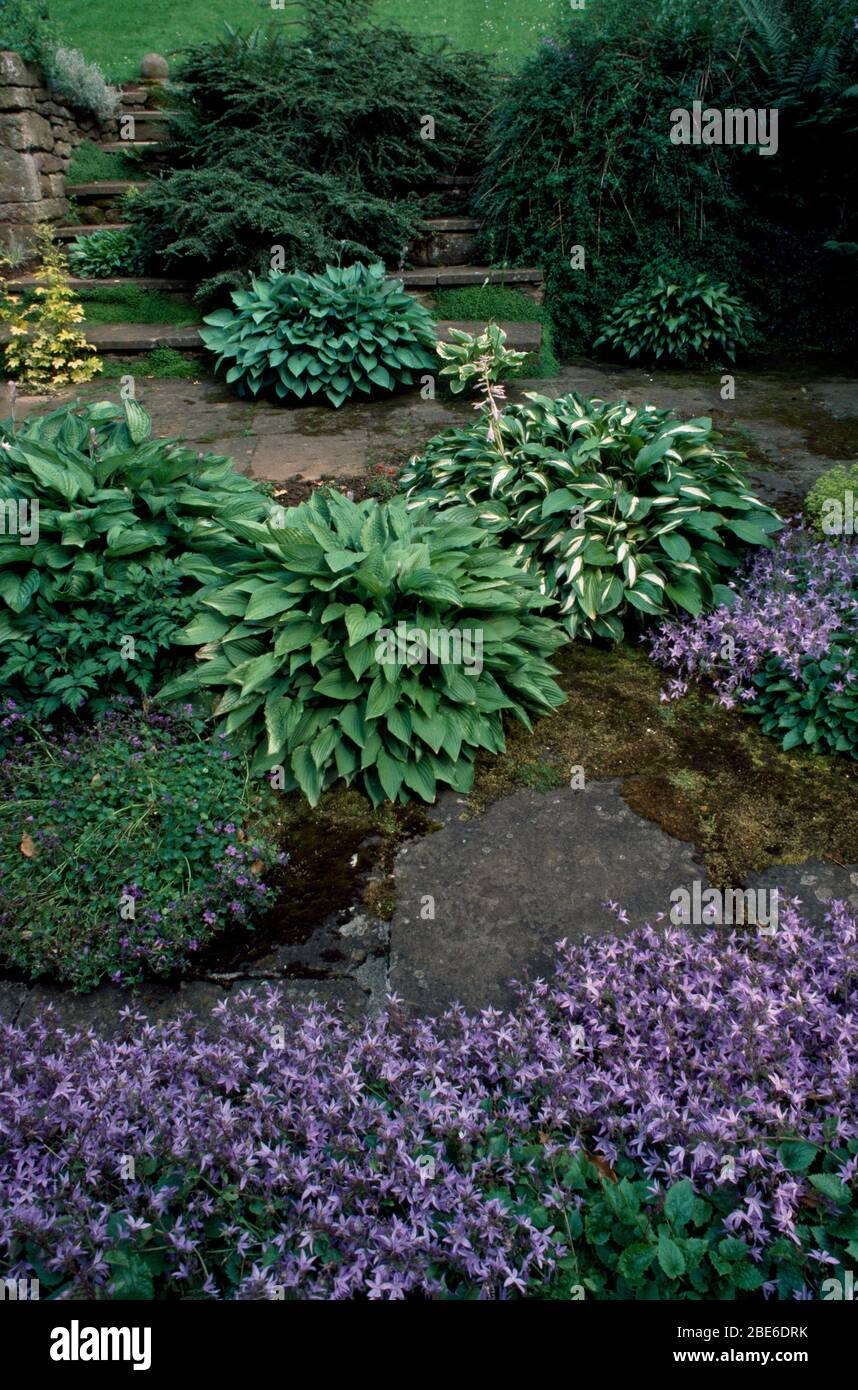 Paving with  low hostas and campanula with cotoeaster on a flight of steps. Stock Photo