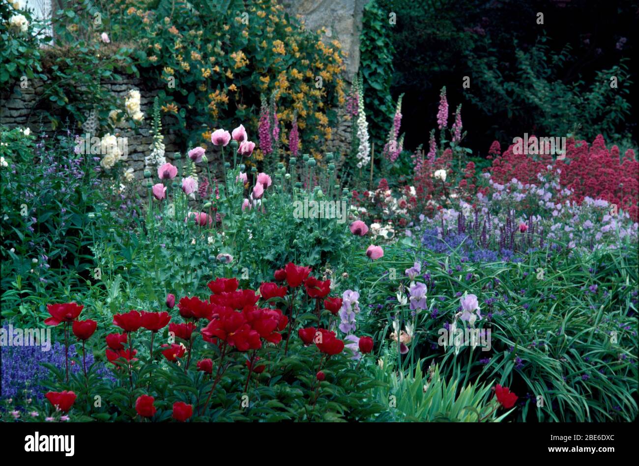 Red peonies and pale pink oriental poppies in large herbaceous border with blue irises Stock Photo