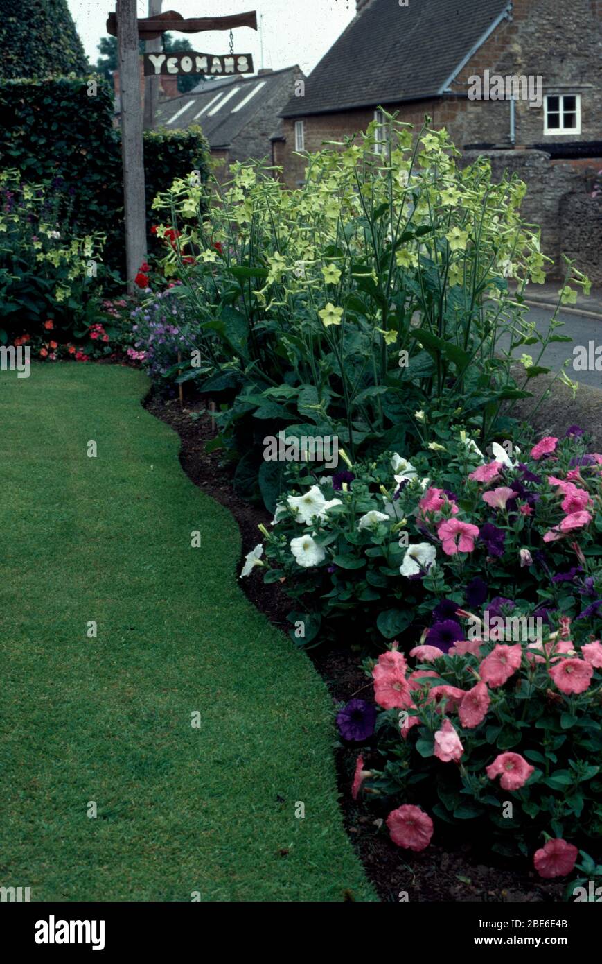 Pink and white petunias and lime green nicotiana in well tended border in village garden Stock Photo