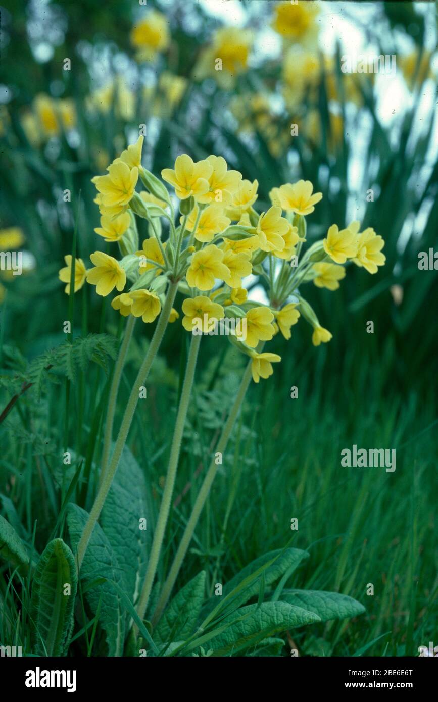 CLOSE UP OF COWSLIPS WITH DAFFODILLS Stock Photo