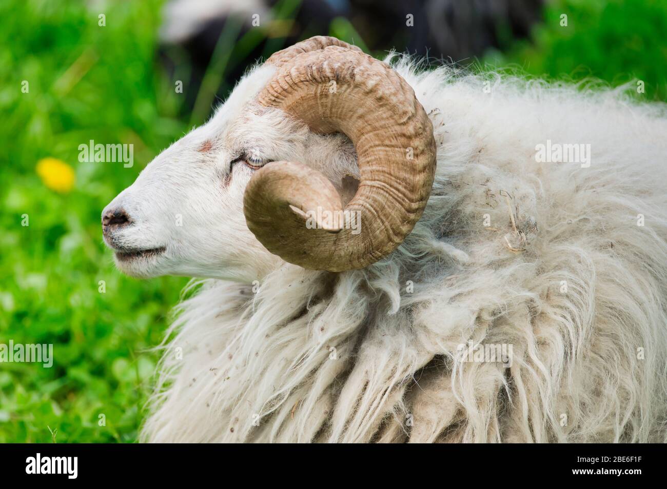 White ram hi-res stock photography and images - Alamy
