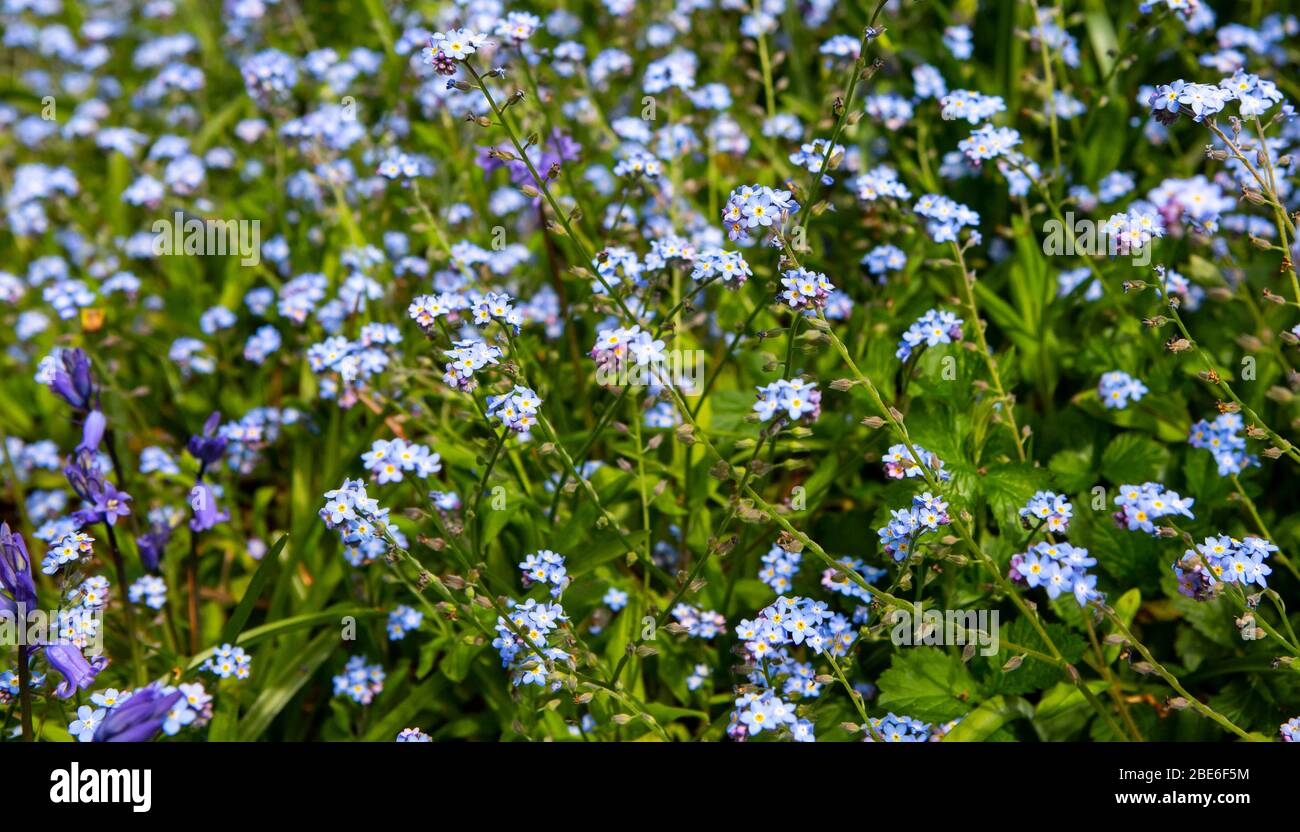 Bed of forget-me-nots Stock Photo