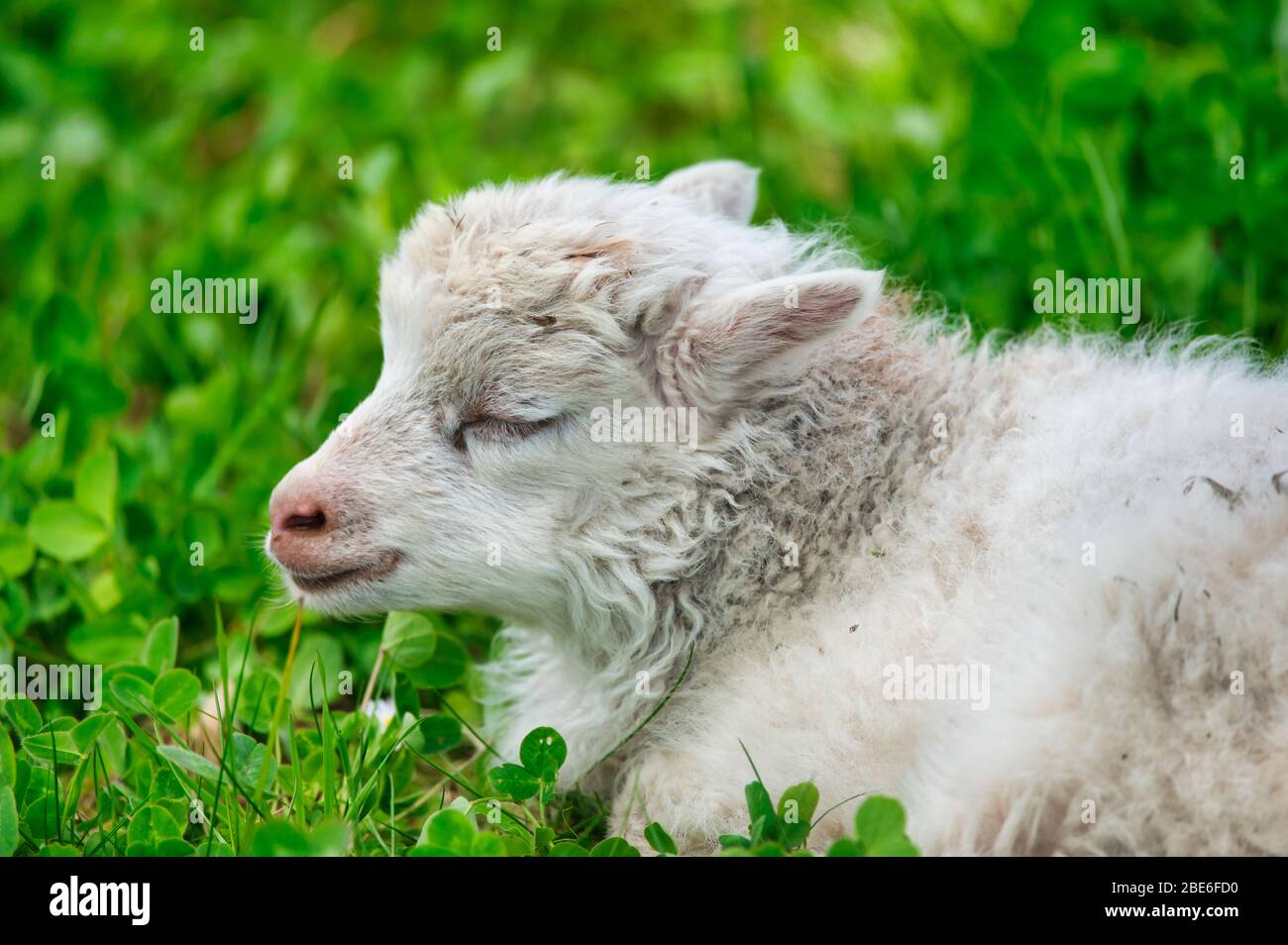 white lamb with closed eyes is sleeping on a green meadow in the