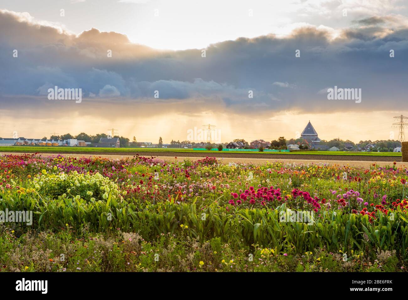 A cloudburst above the beautifull flower fields of Lisse in the Netherlands. Stock Photo