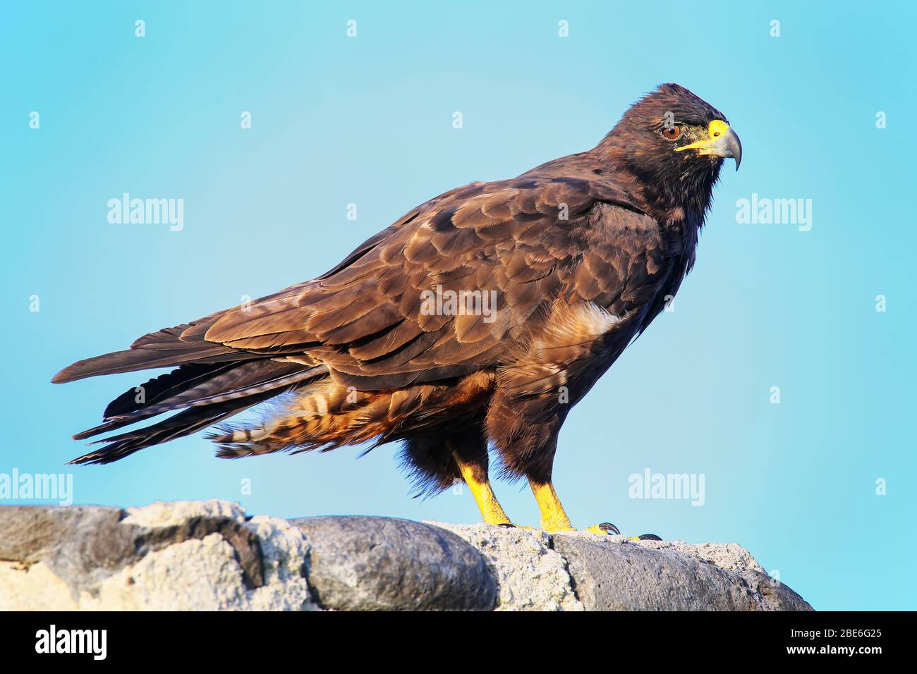 Galapagos hawk buteo galapagoensis hi-res stock photography and images ...