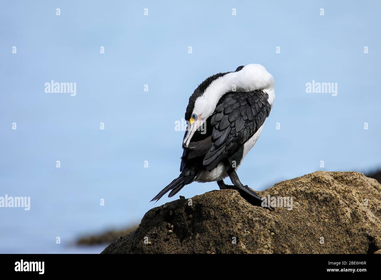 Little pied cormorant (Microcarbo melanoleucos) grooming, Abel Tasman National Park, South Island, New Zealand Stock Photo