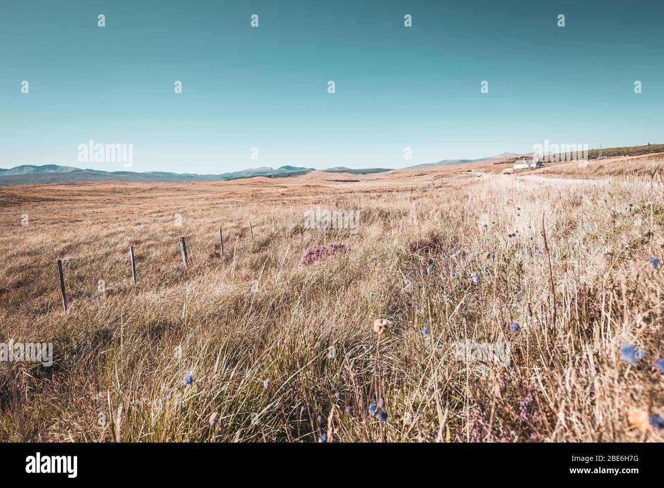 Dry grass meadow at bright autumnal day in the North West Highlands of Scotland Stock Photo