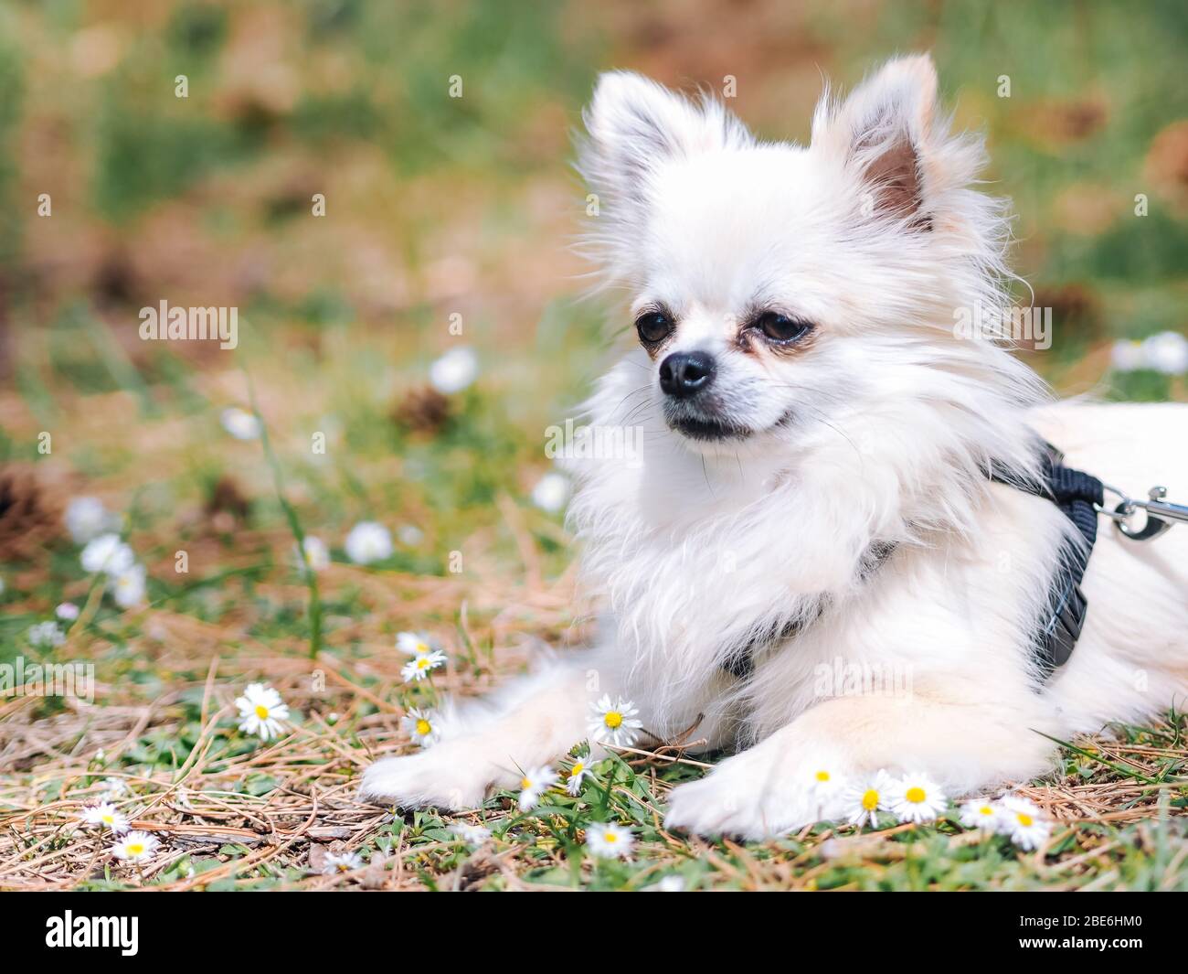 Little white dog chihuahua sit on the ground in forest with daisy flowers and on a summer day. Dog walk in the summer park. Beautiful fluffy puppy. An Stock Photo Alamy