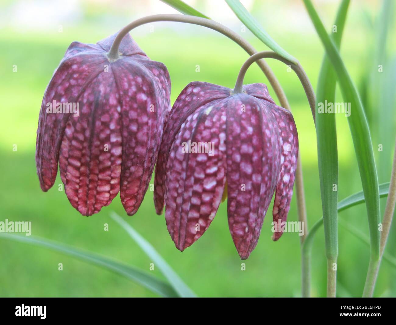 Close-up of two snakeshead fritillaries with their distinctive purple checkerboard pattern. Stock Photo