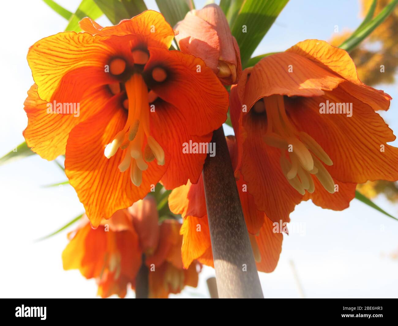 Photo looking upwards inside the pendulous orange bell flower of the statuesque lily bulb, fritillaria imperialis also know as Kaisers Crown. Stock Photo