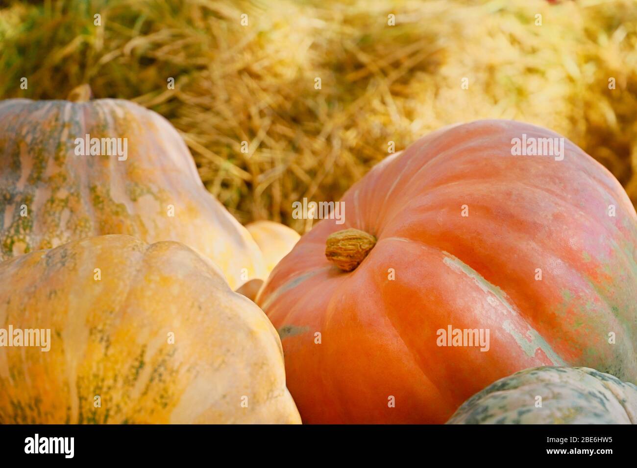 Pile of pumpkins background. Autumn harvest concept Stock Photo - Alamy