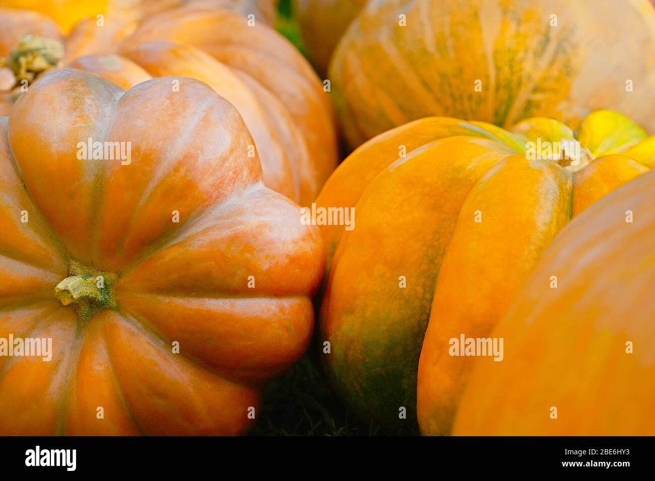 Pile of pumpkins background. Autumn harvest concept Stock Photo - Alamy