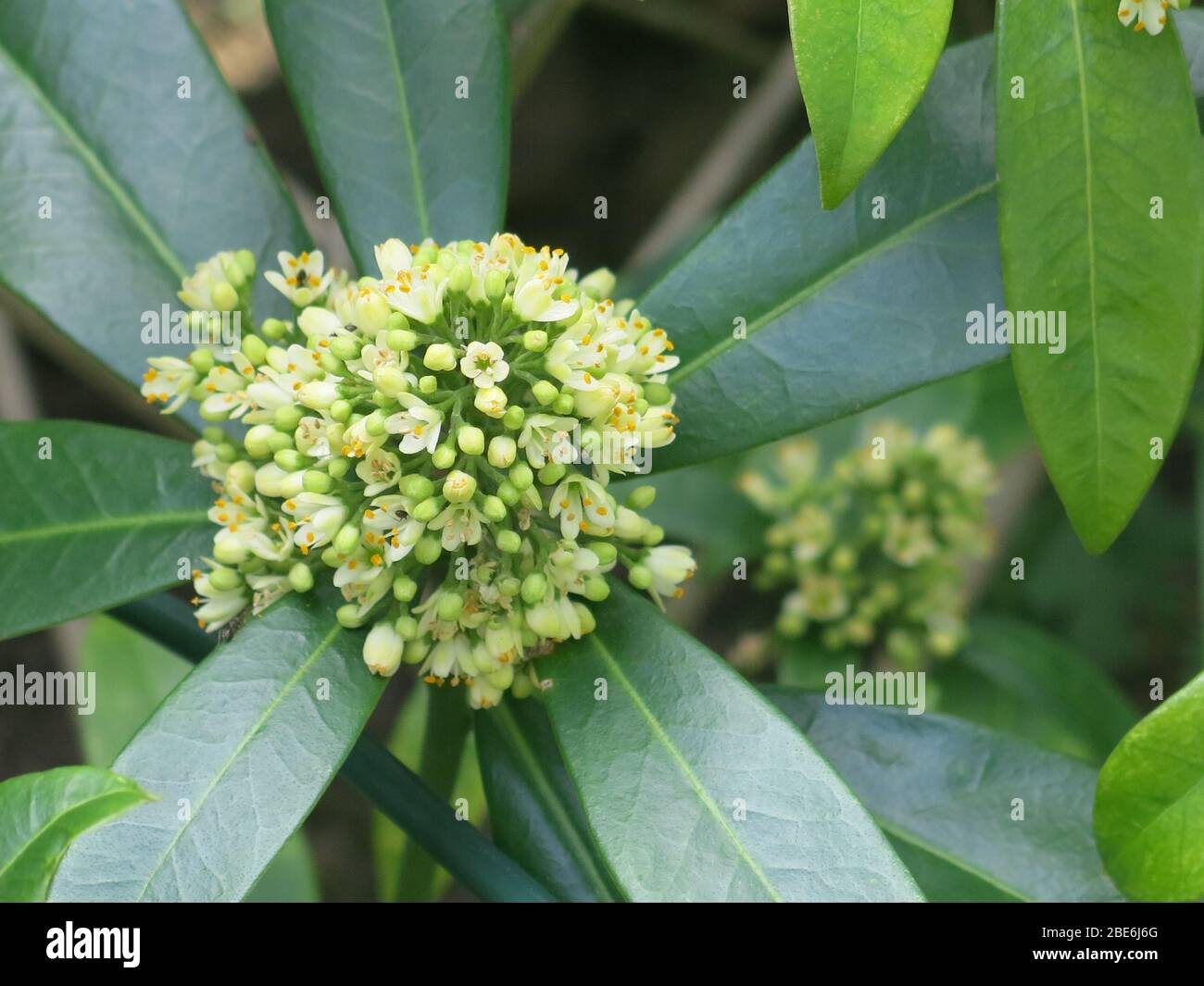 Close-up of the flower head of a creamy yellow Skimmia confusa: Kew Green, with the six fleshy leaves around it, a low maintenance shrub for spring. Stock Photo