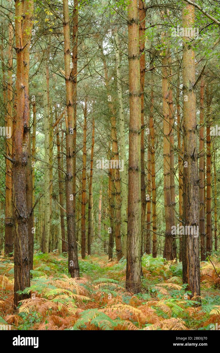 autumn view of a woodland plantation, with bracken on the woodland floor, in Shropshire, UK Stock Photo