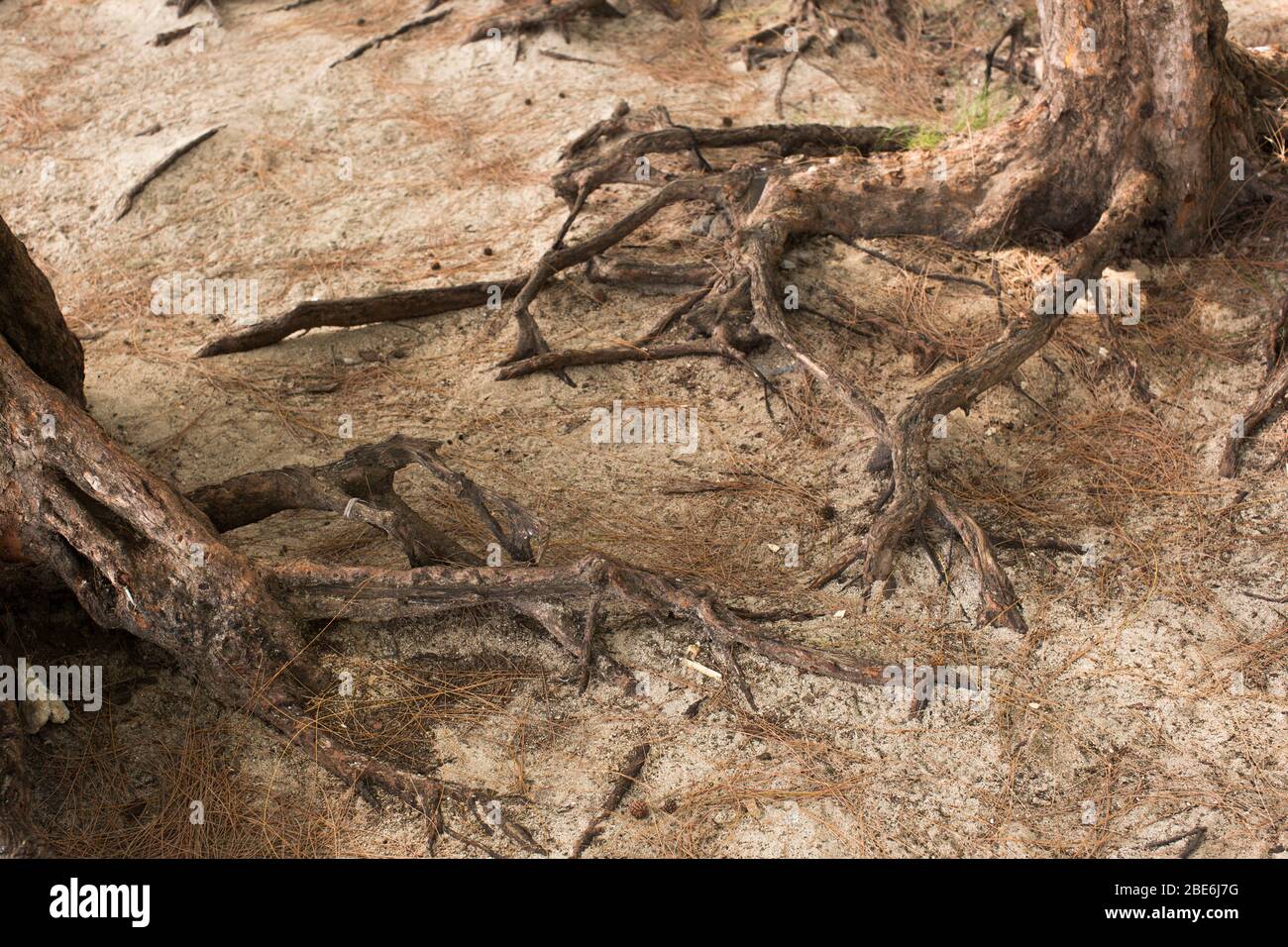 Light Sandy Soil High Resolution Stock Photography and Images - Alamy