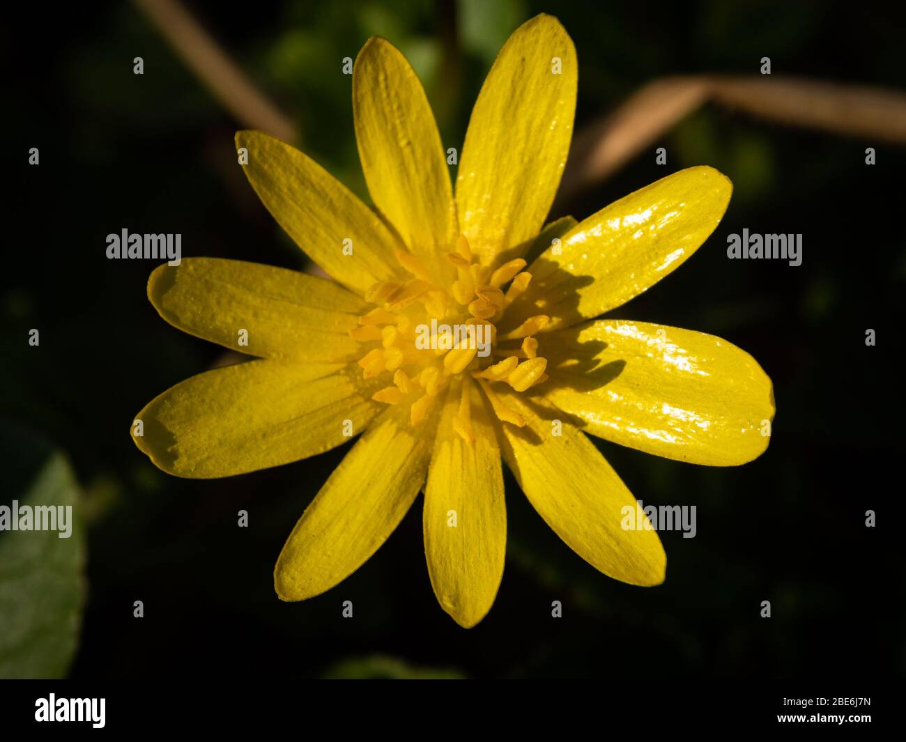 Macro shot of yellow flower with scientific name: ficaria verna but have a lot of different names: fig buttercup, lesser celandine, pilewort, small ce Stock Photo