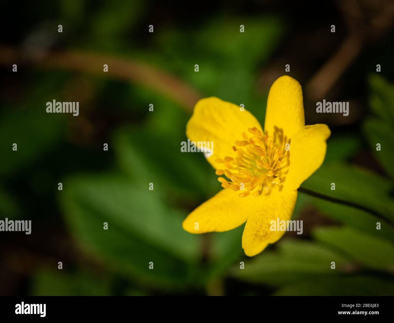 Macro shot of yellow flower with scientific name: ficaria verna but have a lot of different names: fig buttercup, lesser celandine, pilewort,. Stock Photo