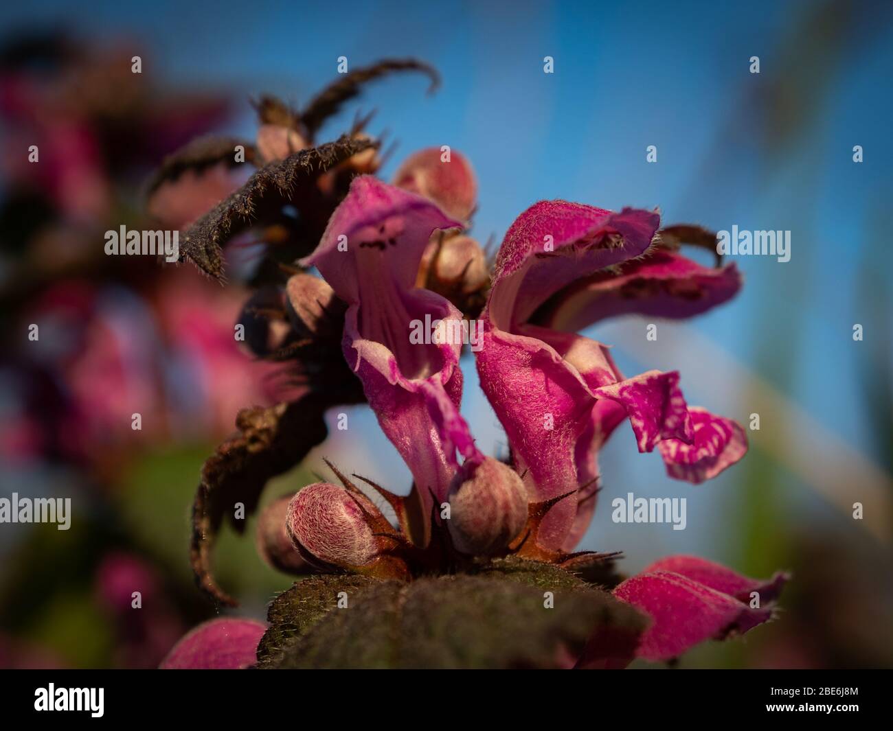 Macro shot of the flower called red dead nettle flower. Selective focus Stock Photo