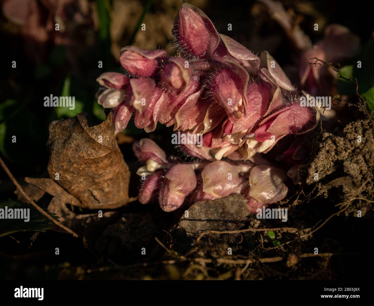 Macro shot of lathraea squamaria, the common toothwort. Violet flower. Selective focus. Stock Photo