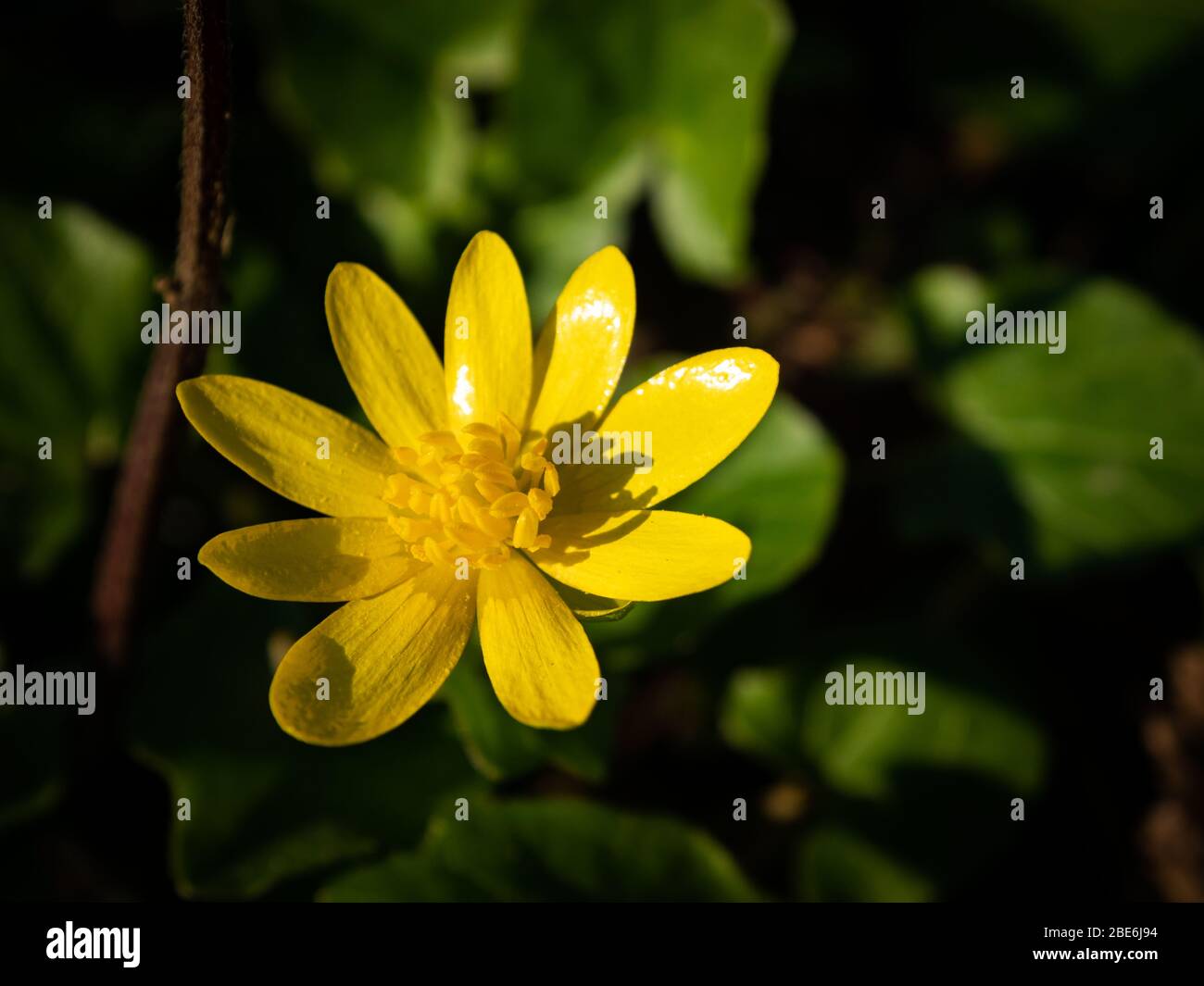 Macro shot of yellow flower with scientific name: ficaria verna but have a lot of different names: fig buttercup, lesser celandine, pilewort. Stock Photo