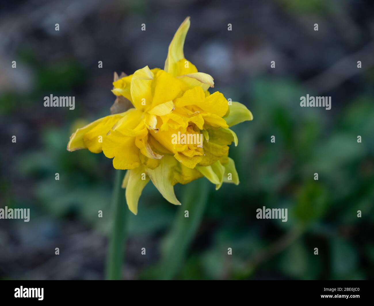Yellow spring flower hires stock photography and images Alamy