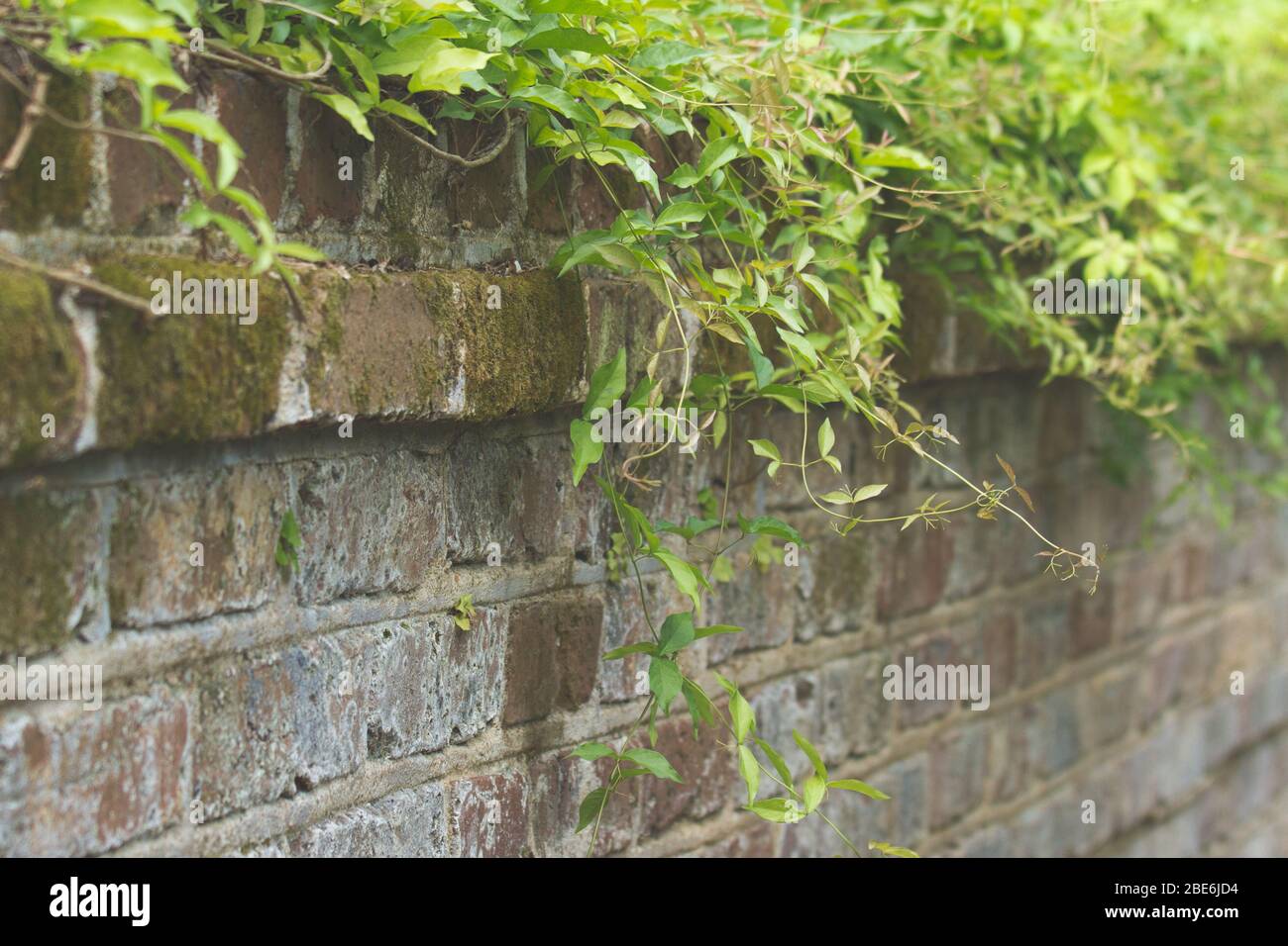 Brick wall vines moss hires stock photography and images Alamy